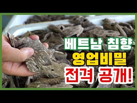 베트남 현지 침향 가공 현장 — 원목에서 제품까지 전 공정