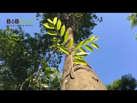 동나이 · 유기농 침향 농장과 오일 증류 공정