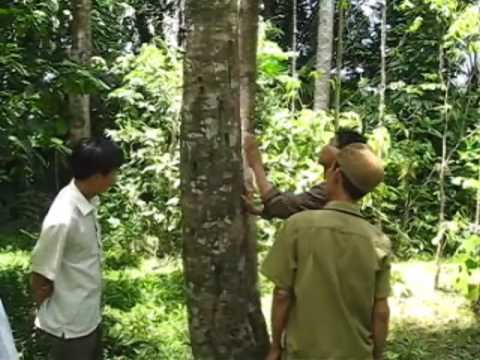 하띤성 · 침향 생산 나무 현장 확인 — Aquilaria Agallocha