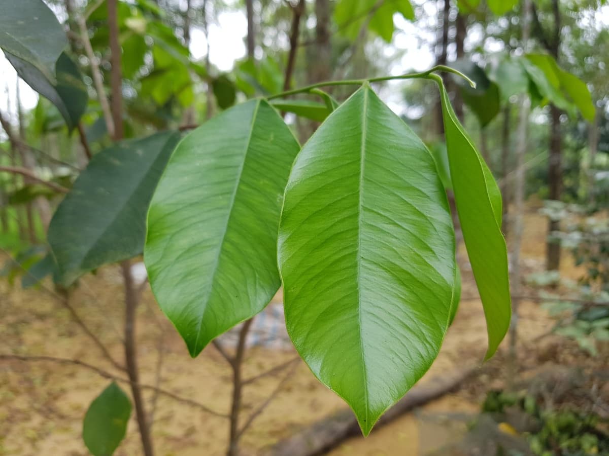 침향스틱 (沈香片)