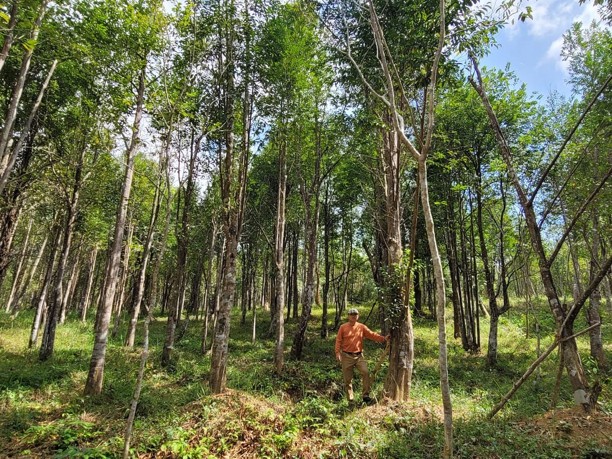 침향단 (沈香丹)