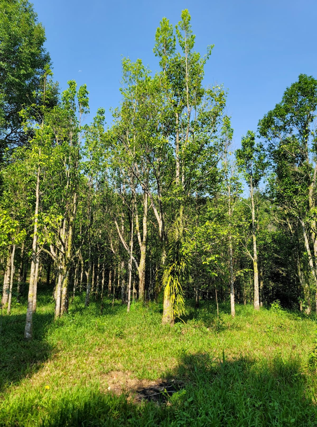 침향 파라미냐차 (沈香茶)