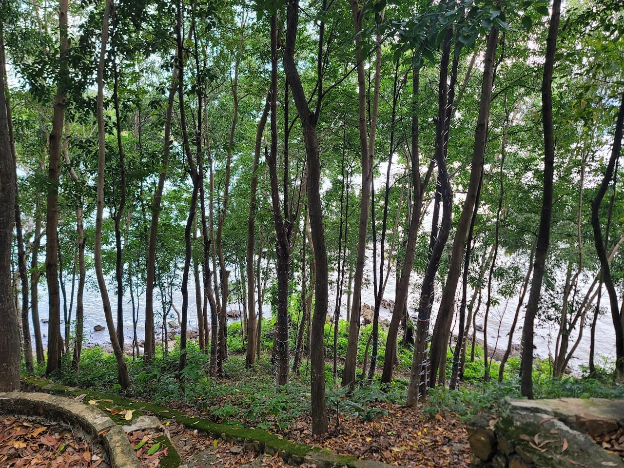 침향이란? 3,000년 역사를 가진 동양 최고의 향약