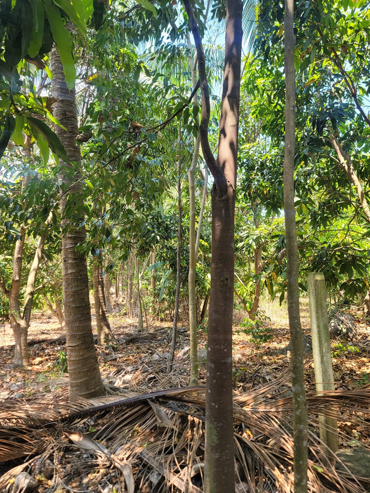 푸국 (Phu Quoc) 농장