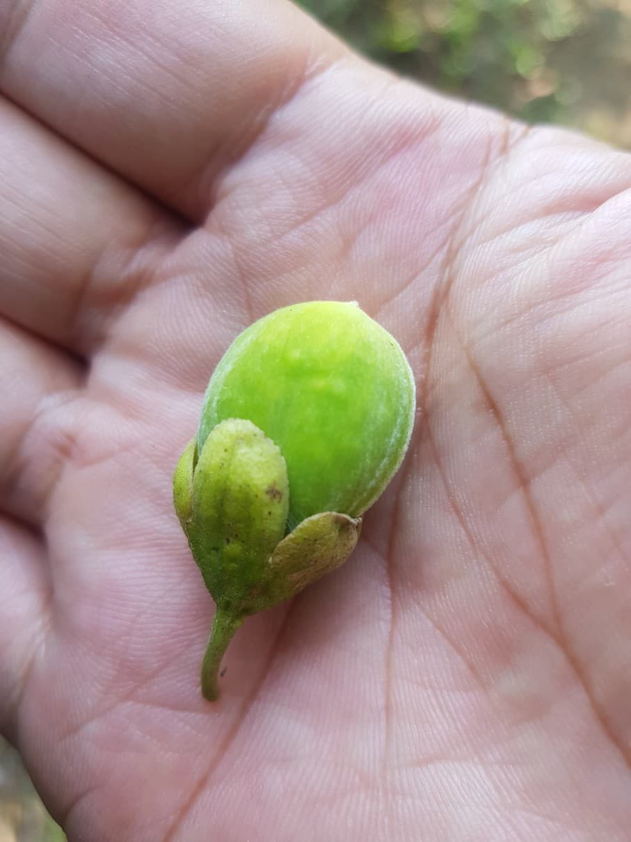 대라천 '참'침향 오일 캡슐