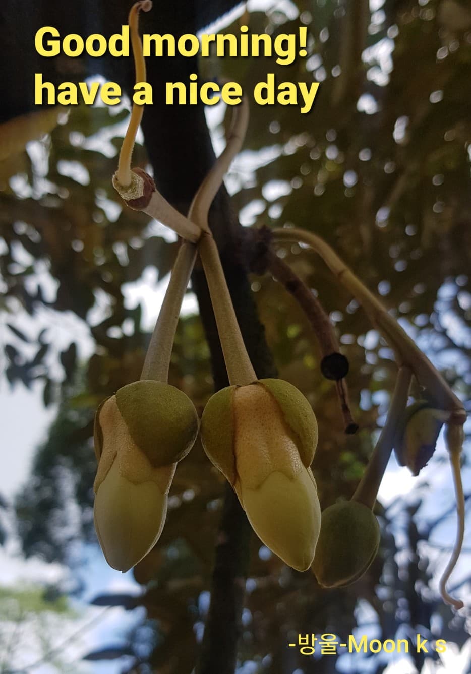 대라천 침향 에센셜 오일 (침향油)