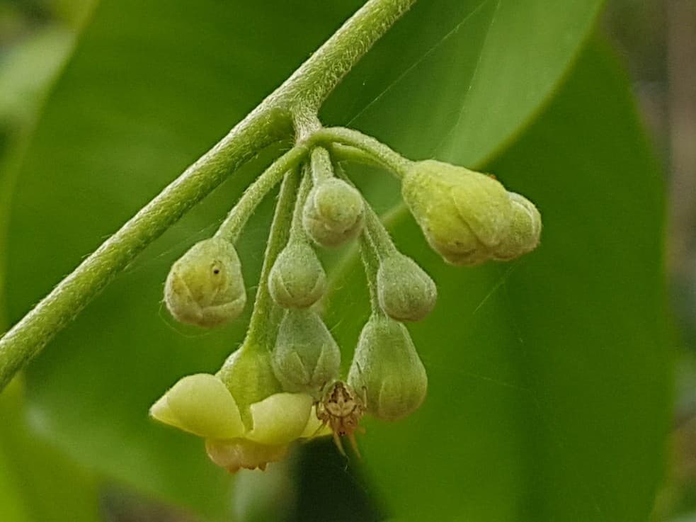 침향선향 (沈香線香)