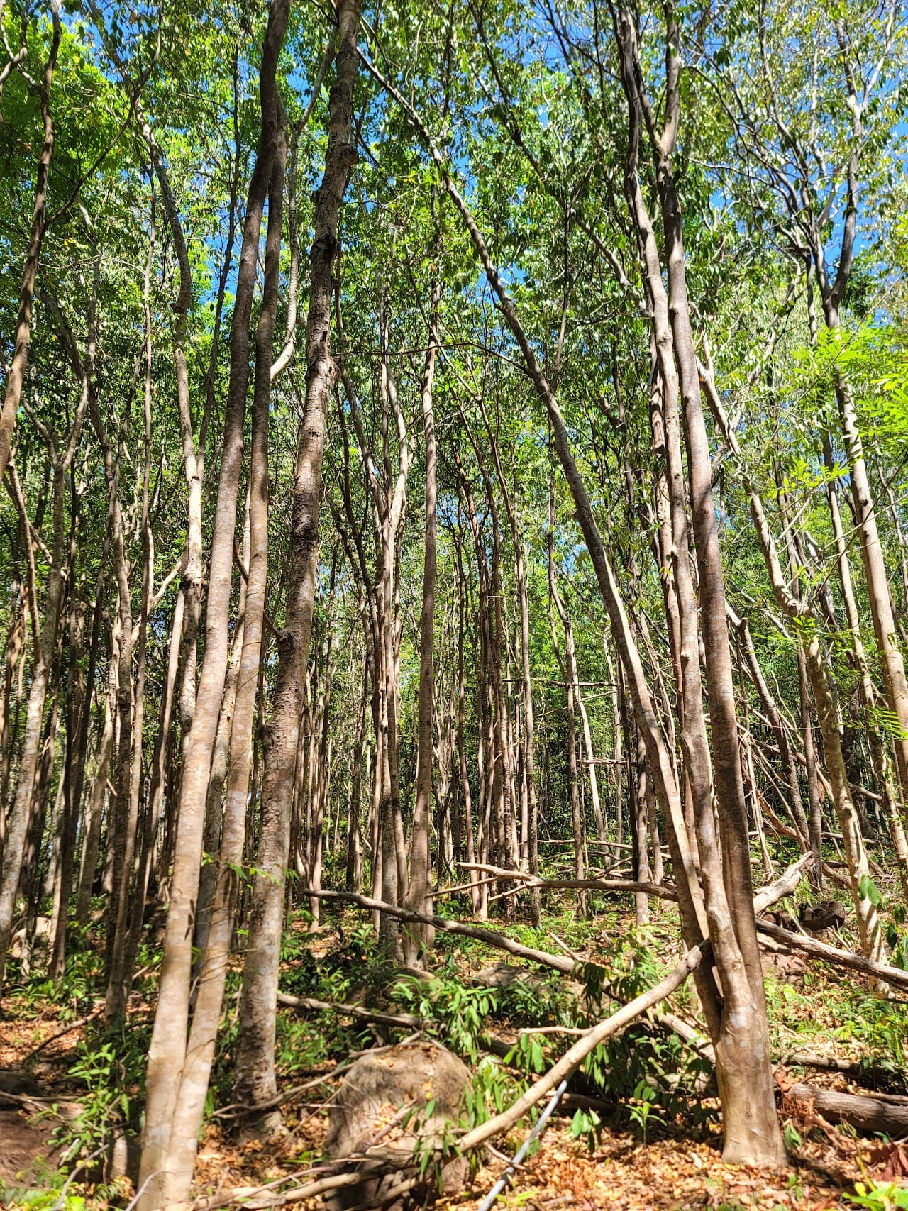 대라천, Asia 10 Leading Pioneering Brand 선정