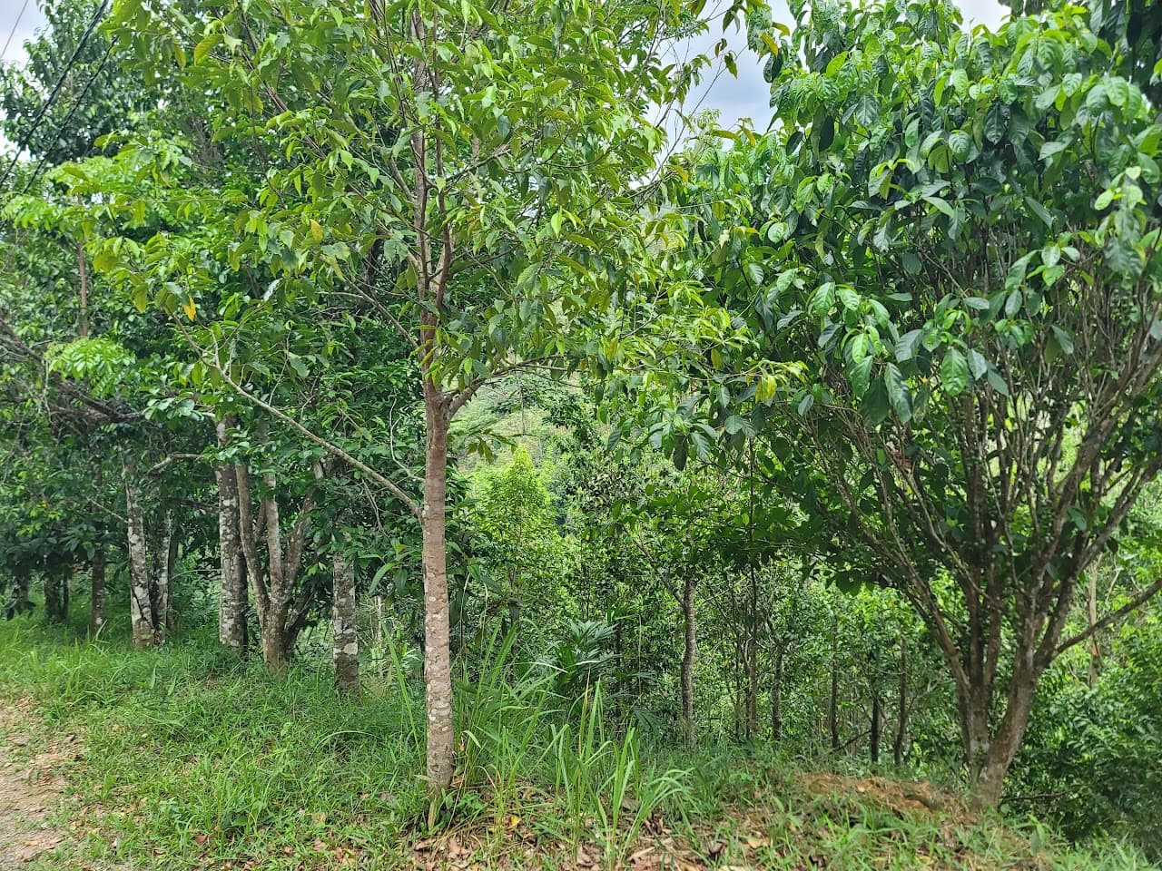 침향수 (沈香水)